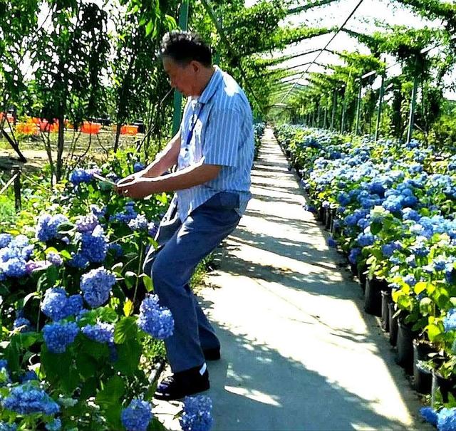黄顺发蓝色绣球花，单朵最大的绣球花