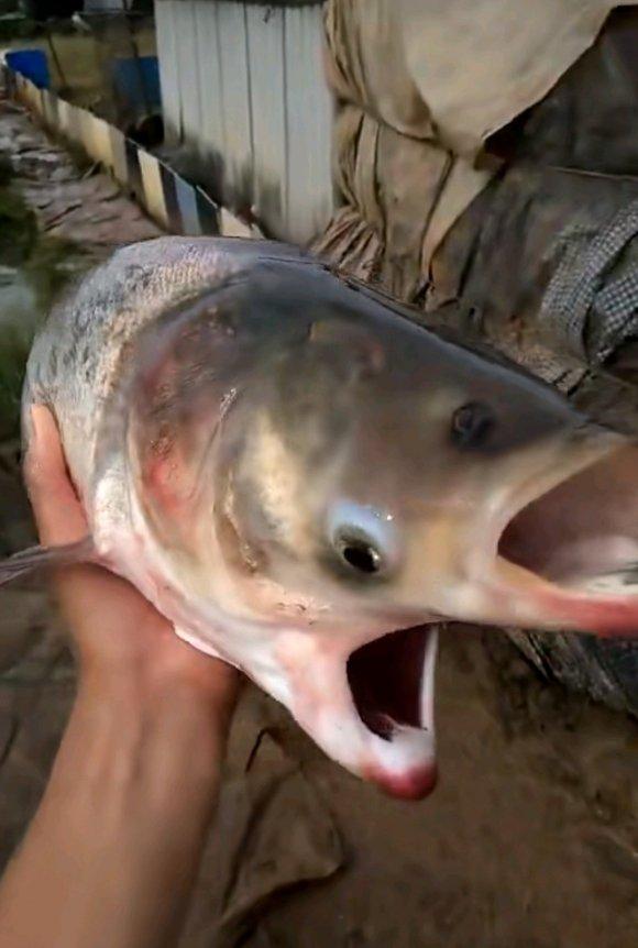 什么叫常见变异鱼，最近热传的双头鱼