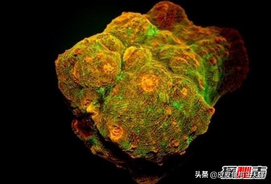 萤火虫能够发光的原理是什么，科学揭秘生物发光之谜