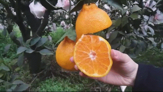 相见恨晚的5大珍果，四季珍果（相见恨晚的5大水果）