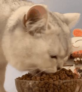 猫咪讨厌你的表现，猫咪讨厌你的五个表现（猫咪出现这6种“现象”）