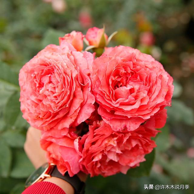草莓杏仁饼月季，花期长耐晒勤花多头月季推荐（让人口水直流的两款月季）