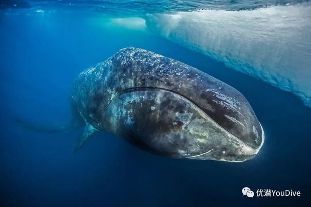 八种最长寿的动物，地球上最长寿的10种动物
