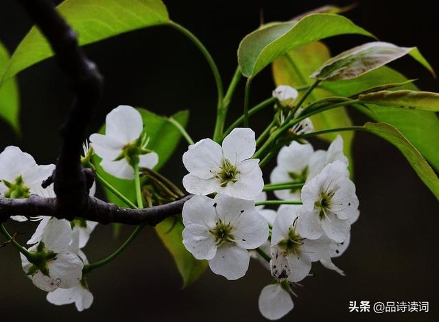 苏轼十首禅诗真是大智慧，苏轼最具有哲理的一首诗