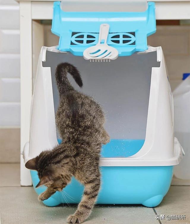 买猫砂盆哪种比较好，猫砂盆最全选购指南