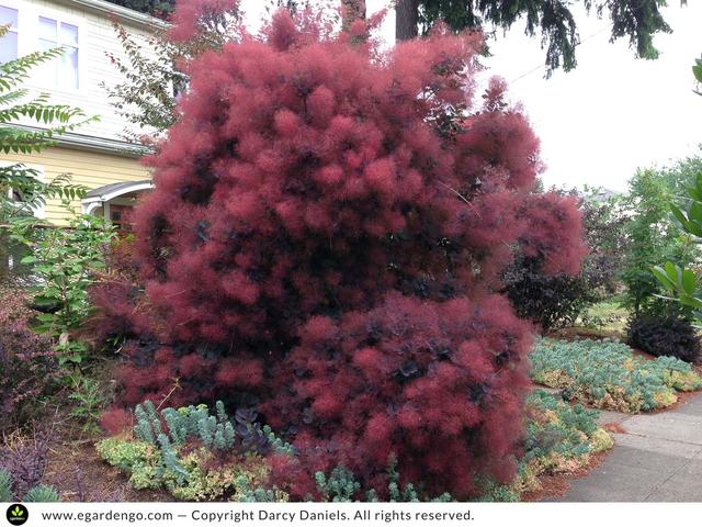 观赏性高的会开花的树，18种紫红色叶片的树木