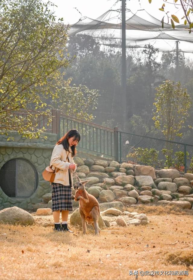 蔡甸野生动物园，武汉野生动物王国具体位置在哪