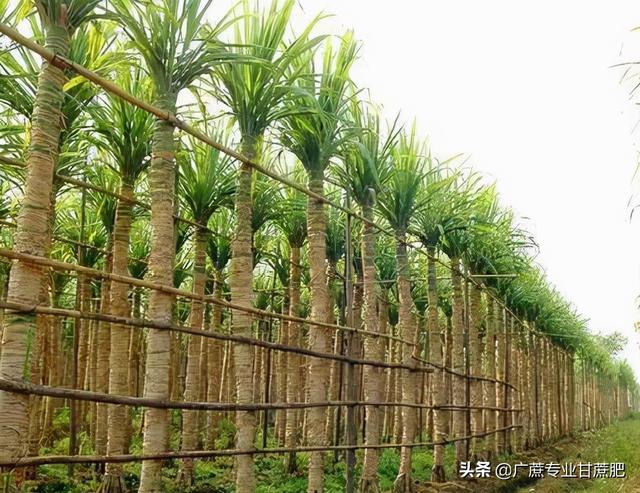 小伙带你看四种品种的甘蔗，黄皮甘蔗和黑皮甘蔗哪个长得高