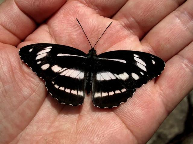 最常见的蝴蝶有哪几种，夏日赏蝶正当时