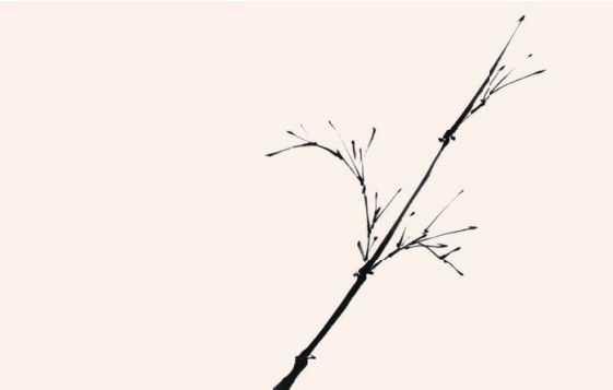 国画竹子的竹枝怎么画，国画竹竿竹枝画法