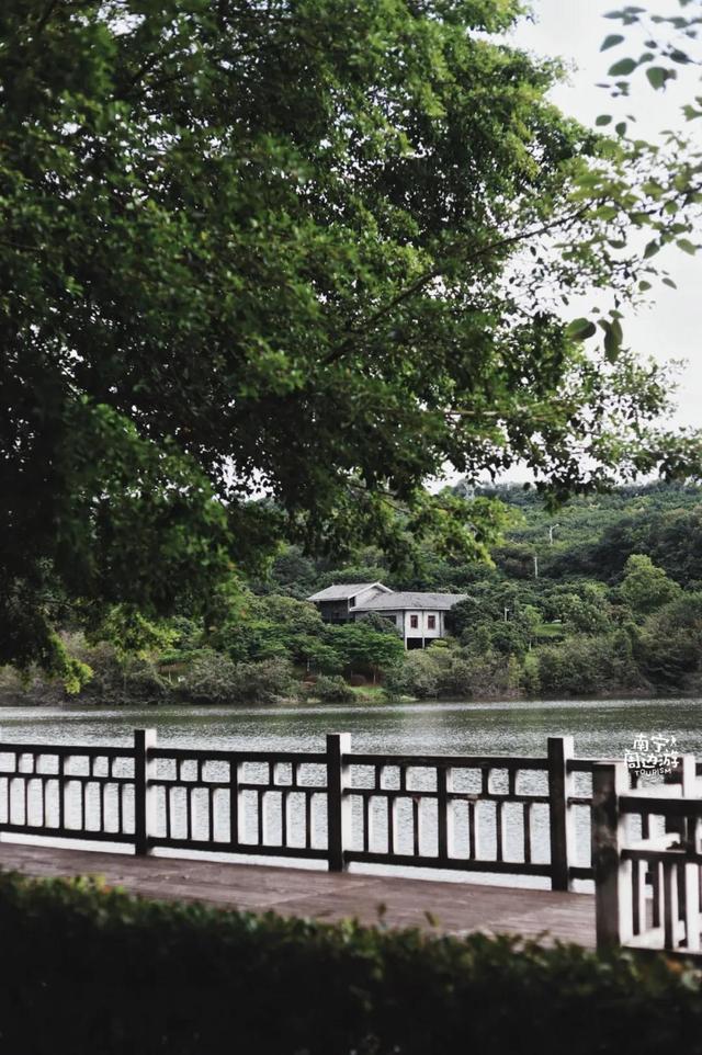 南宁附近花海景点推荐，南宁这几处花海，美了