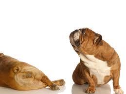 狗狗一直放屁是什么情况，隐藏的身体状况