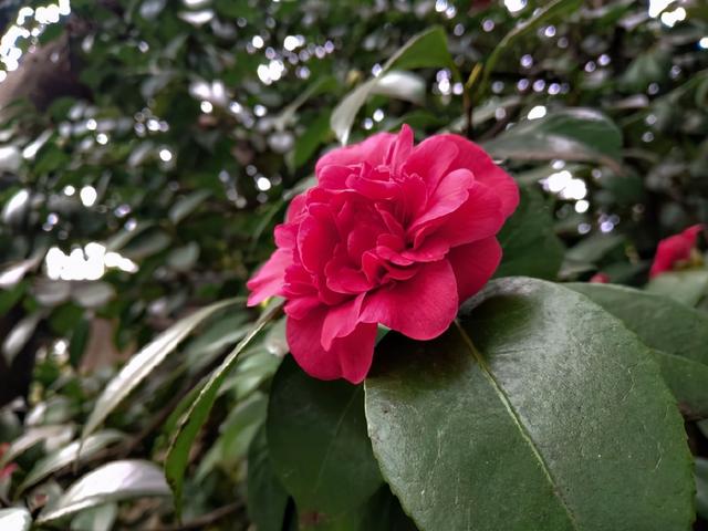 纯白色山茶花，百花迎春山茶花