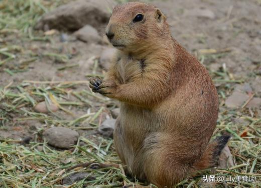 蝙蝠是保护动物吗，野生蝙蝠几级保护动物（除了穿山甲和蝙蝠）
