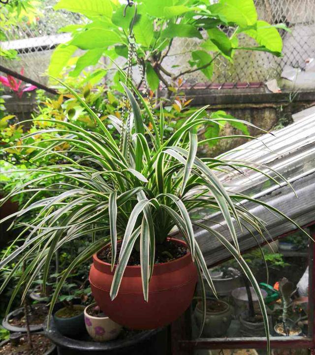  吊兰有几种品种，5种非常特别的吊兰品种