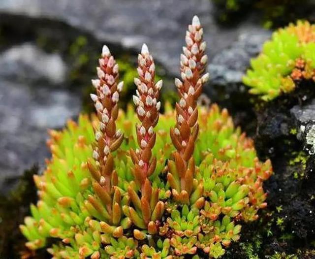 多肉植物种类科普，100种常见多肉图鉴