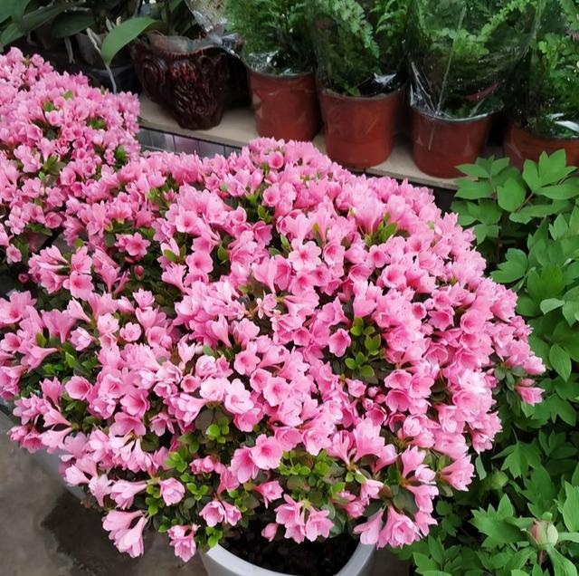 杜鹃花开时如何养护，杜鹃开败了春天3个