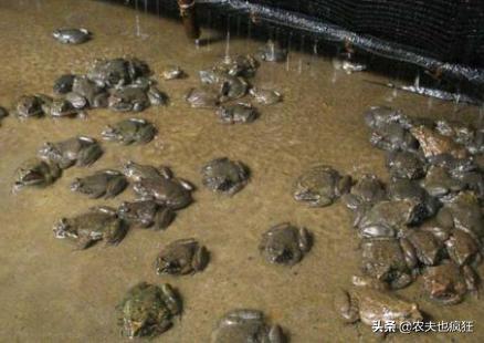 小山沟里的野生石蛙，大山小溪里稀有的物种