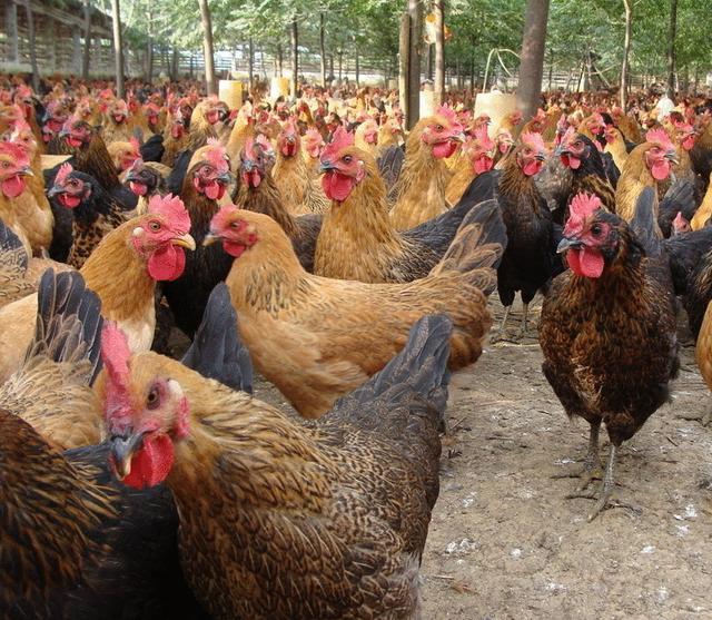 最简单的散养土鸡方法，养鸡秘诀：常见的土鸡散养方式
