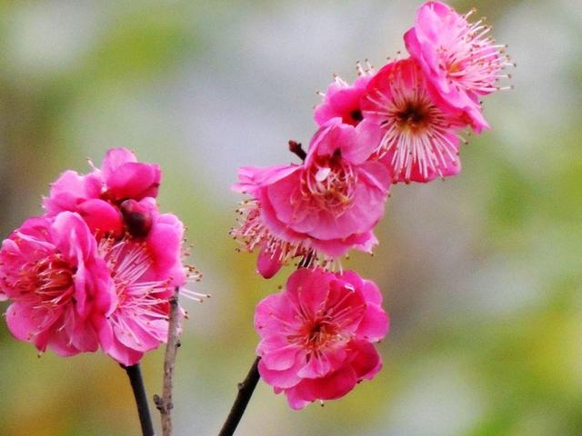 湖南株洲哪里有花海，“五一”不扎堆③