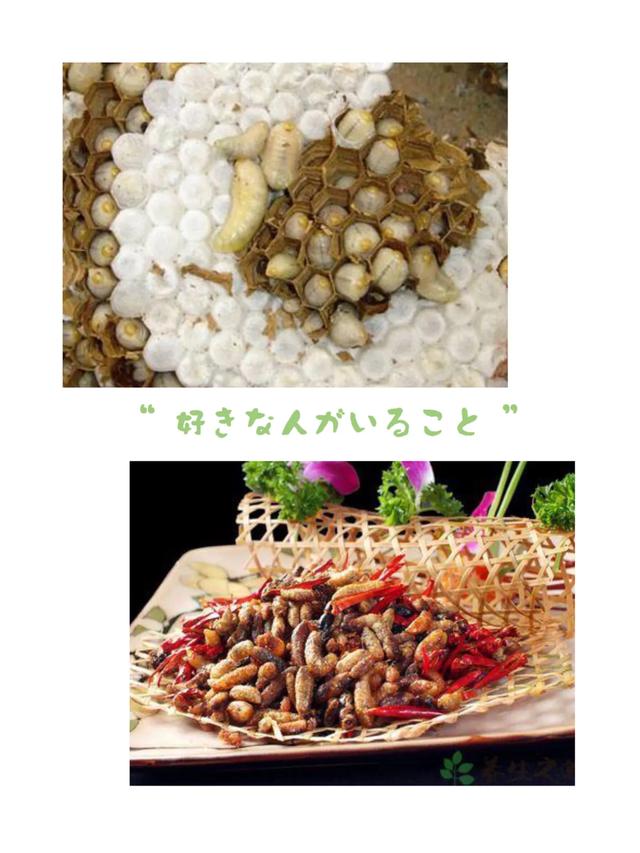 你们吃过虫子吗，你吃过这些虫吗