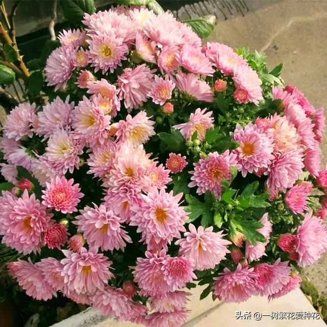 秋天有什么花容易养又好看，这20种花建议选几个