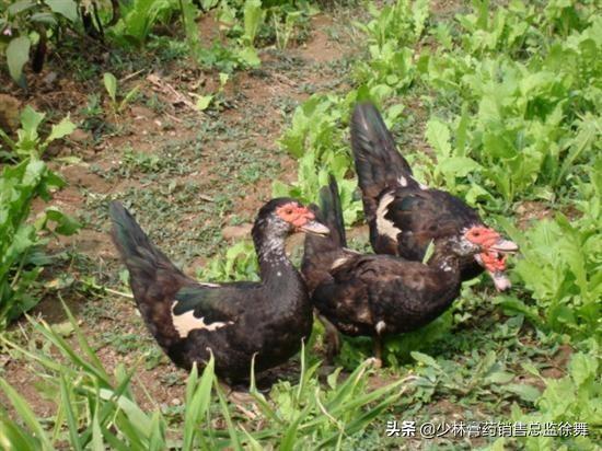 怕水的鸭子---憨包鸭，憨包鸭学名