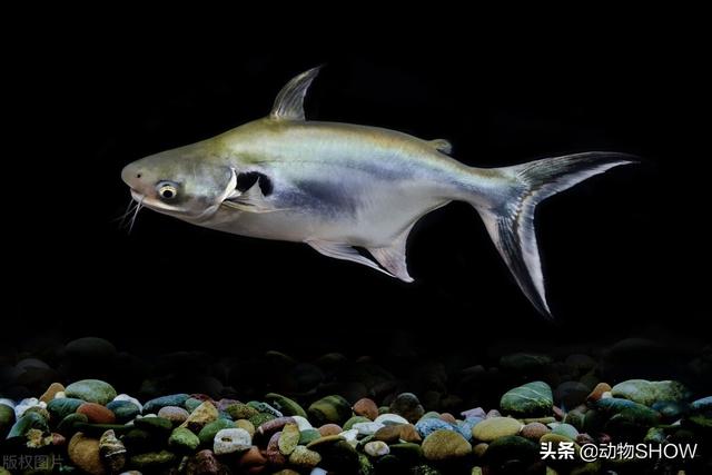世界上最大的鱼有几种，你见过世界上最大的10种鱼吗