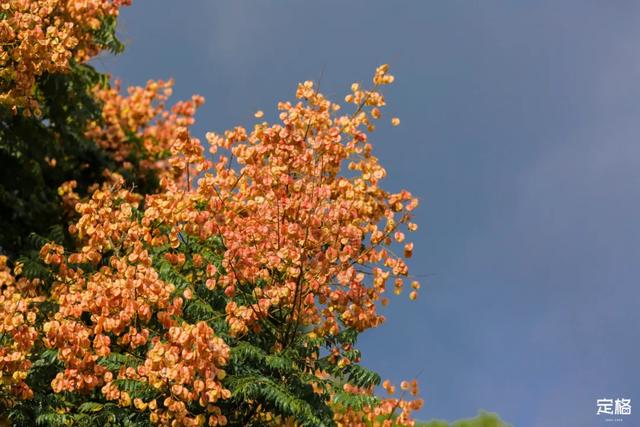 莲花山公园 网红打卡地，莲花山公园又红了