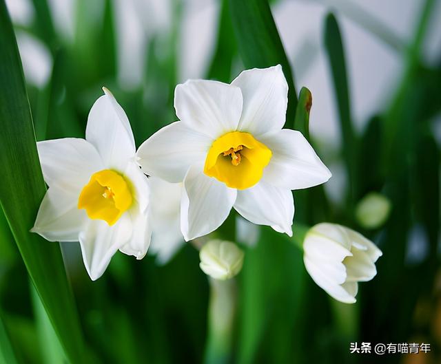 绿萝对猫有毒吗，猫咪吃了一口绿萝