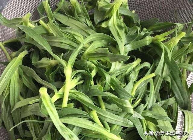 可以吃的野菜有哪几种，这100种野菜很常见