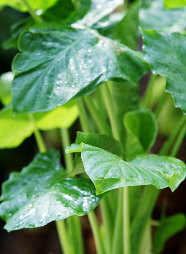 滴水观音开花寓意着什么，花语是志同道合