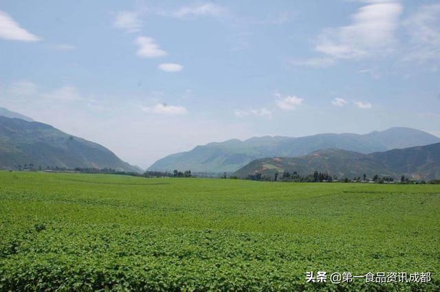 苦荞哪个品牌比较好，三匠苦荞五大创新产品首发