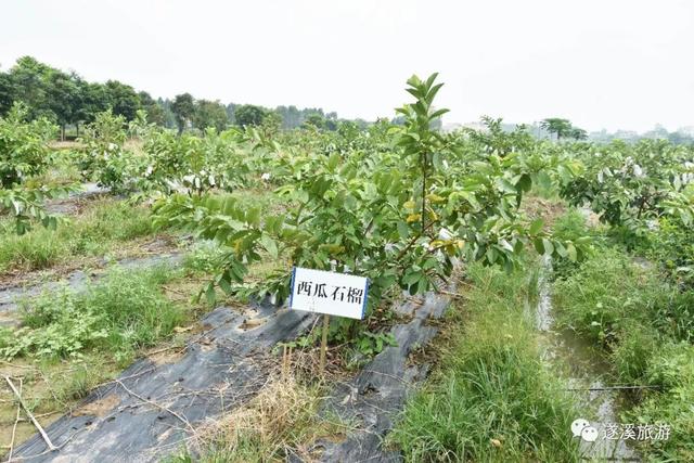 遂川好吃的特色菜，吃货推荐来甜县遂溪不能错过的50种美食