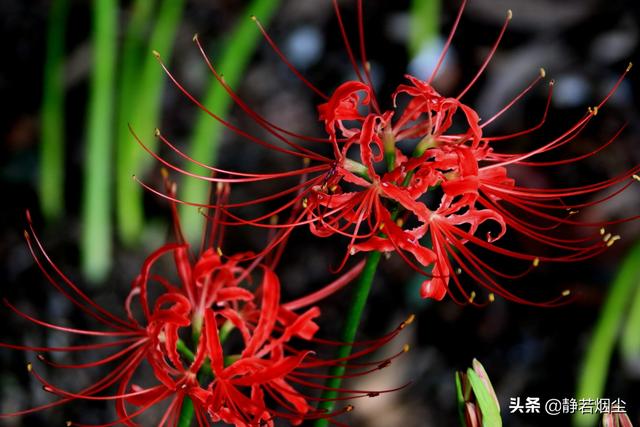 30种简单花草，几种优雅的的花草
