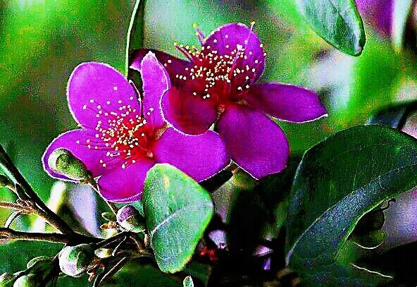 桃金娘花海，桃金娘夏日花开