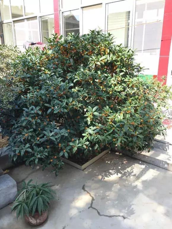 院子里种什么树可以招财进宝，5种树是院子里的