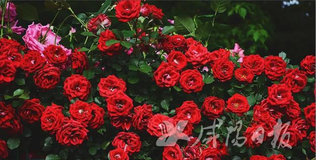 咸阳旅游详细攻略，必去游玩的景点有哪些