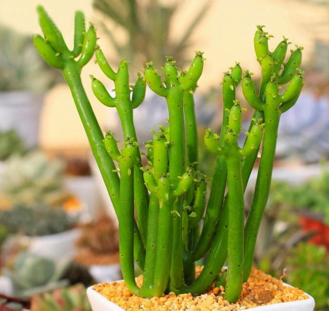 多肉植物怎么养有毒吗，多肉植物会致幻，再也不能养了