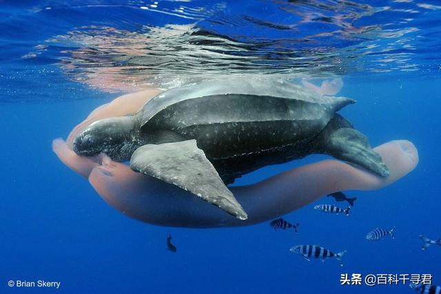 龟类体型排名，全球乌龟排行榜，十大排名