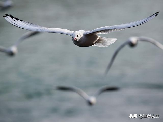 ps钢笔，ps 钢笔教程