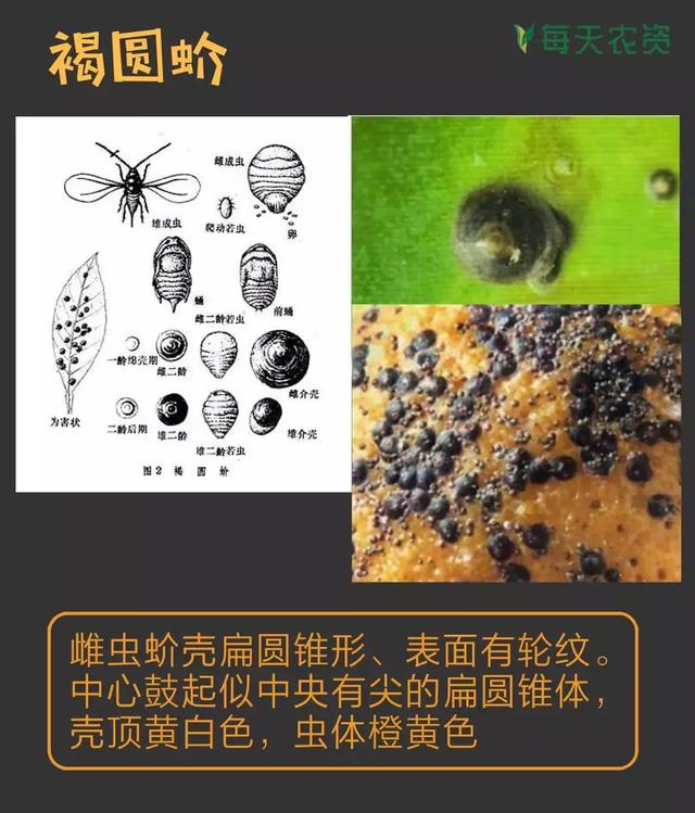 常见蚧类害虫汇总，蚧虫类虫害