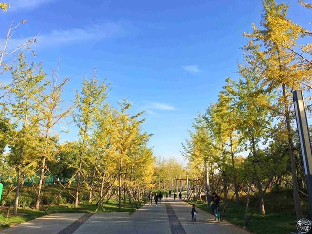 郑州周边免费景点，郑州最近免费旅游景点大全（不出郑州的8个赏花遛娃地）