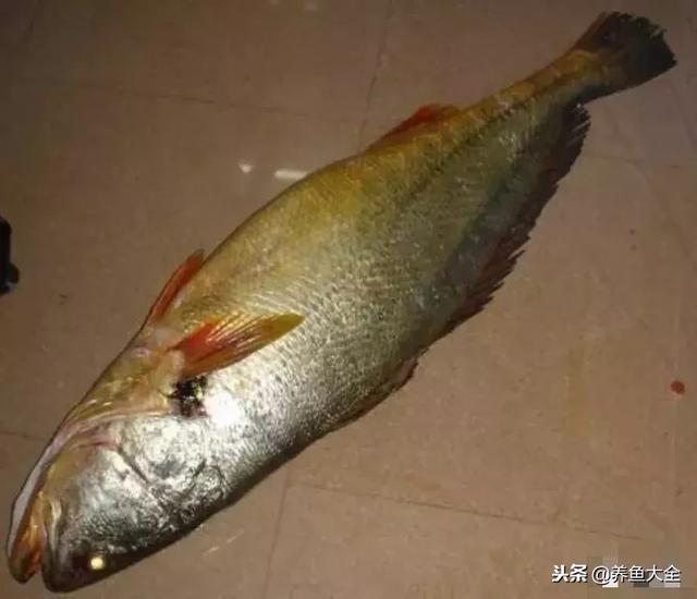 关于世界最贵的鱼排名是哪些，世界上最贵的6种顶级鱼肉