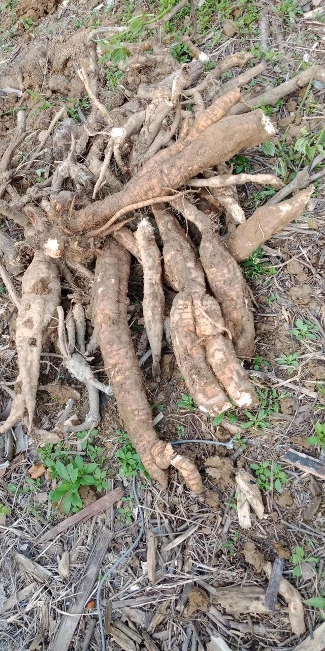 全原野生葛根粉，纯天然绿色营养代餐粉粉