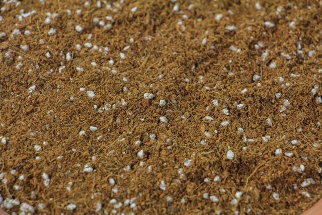 20种常见的扦插方法，扦插有啥难1根吸管