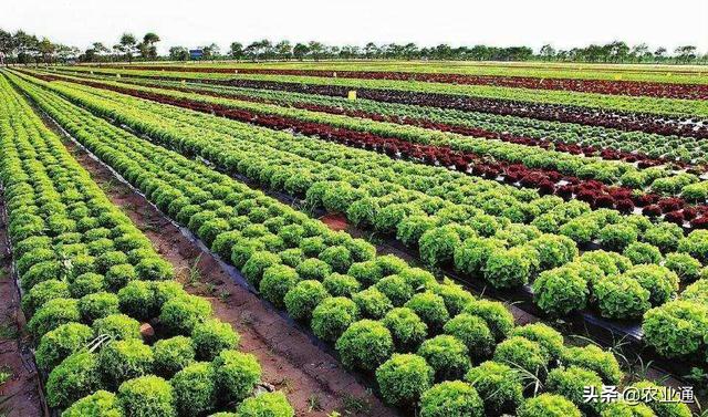 各类蔬菜种植时间及方法，掌握了这个蔬菜种植时间表