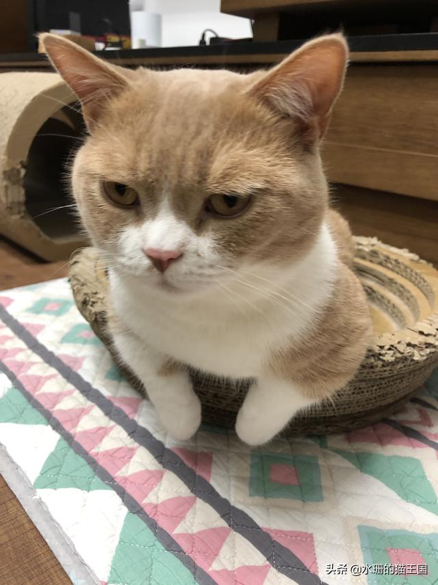 猫咪拉稀什么原因怎么治，猫咪拉稀是什么原因怎么治疗