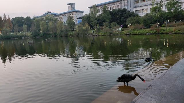 重庆大学虎溪校区，重庆大学虎溪校区全貌