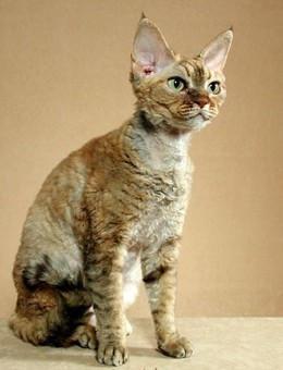 世界名猫品种，世界名猫品种大全